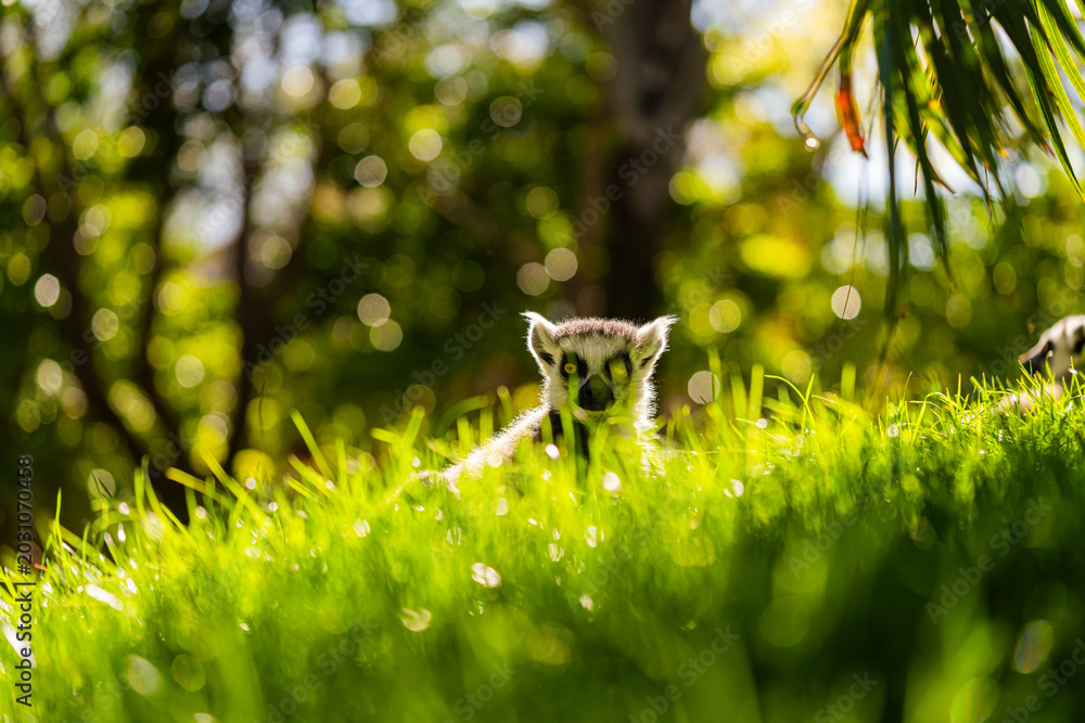 Obraz premium cute ring tailed lemur resting in green grass with warm sunlight and blurred forest background, wildlife portrait with shallow depth of field