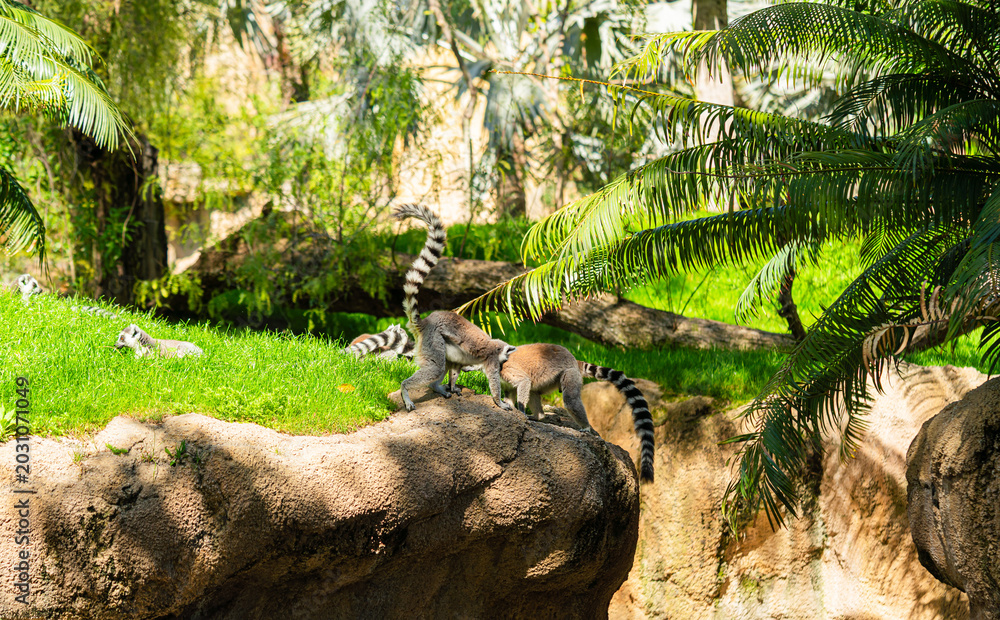 Fototapeta premium group of ring tailed lemurs interacting on rock in lush zoo enclosure with green grass and palm leaves, sunny wildlife scene with exotic animals