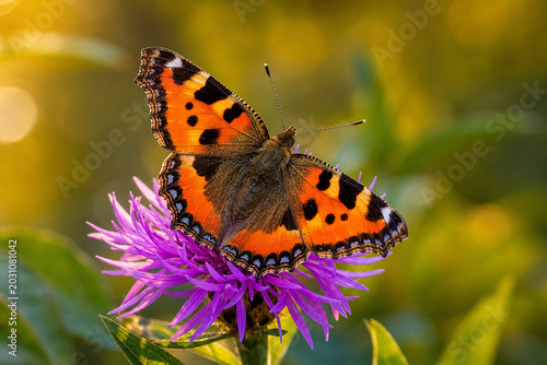 butterfly on flower