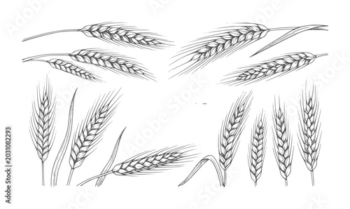 Cuadro en lienzo Hand drawn wheat stalks and leaves in style grain harvest