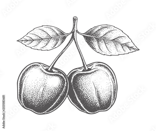 Two ripe cherries with leaves a white in a vintage engraving style cherry fruit food