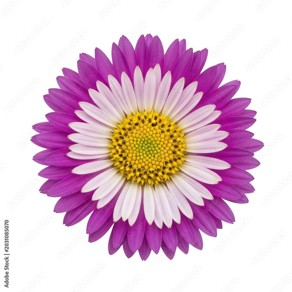 Obraz premium A delicate daisy flower with pink petals and a white center isolated on transparent background