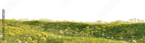 Panel kuchenny z motywem Flowering grassy meadow terrain with dandelions isolated on transparent background for landscape design asset. 3D rendering.