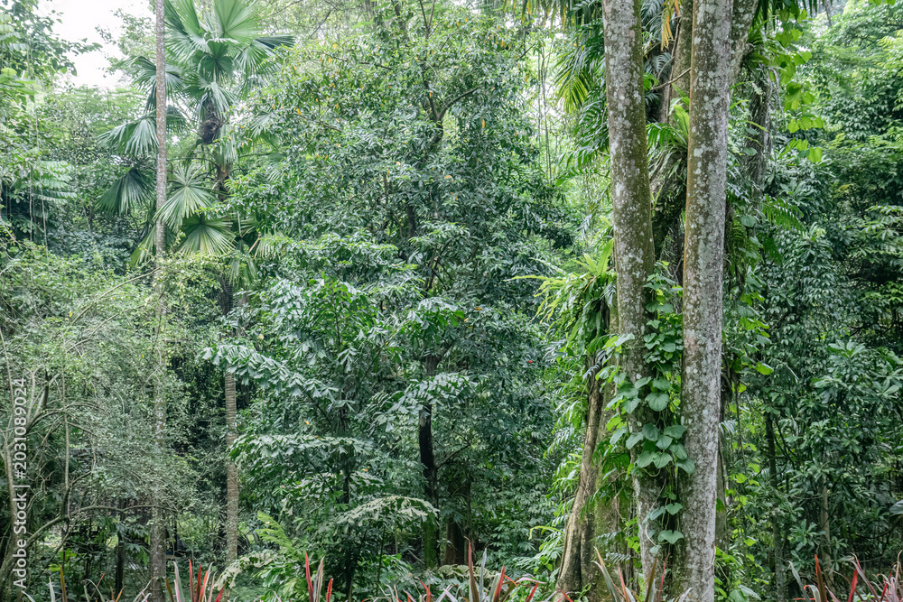 Obraz premium Tall palms and timber layers for nature tourism imagery. Vertical trunks showcase tropical biodiversity habitat. Forest depth scene supports environmental education content