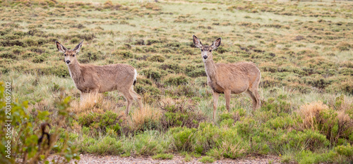 Photography Two mule deer standing apart in a wide rainy sagebrush field, Laramie, Wyoming