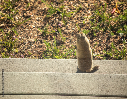 Canvas Print Wyoming ground squirrel standing on a wooden deck looking out over a sunny yard,