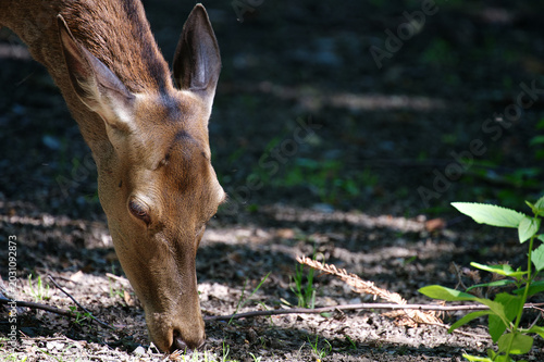 Portrait einer Hirschkuh bei der Nahrungsaufnahme im Tierpark Wissen.