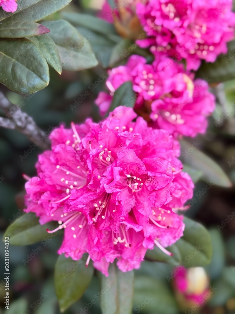 Obraz premium Blooming rose bush of azalea (rhododendron)