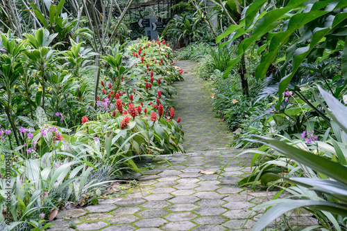 Tropical plants, lush greenery, outdoor garden, vibrant foliage. Green tropical leaves, healthy plants, natural outdoor scenery. Lush tropical garden, vibrant foliage, outdoor natural environment