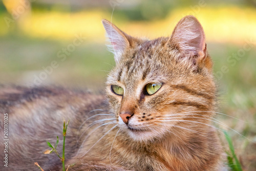 Brown cat with a attentive gaze in the garden against a blurred background, a cat portrait
