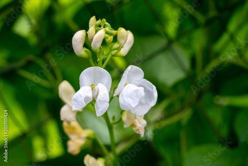 Delicate white bean flowers with buds on bright green blurred background, detailed macro portrait of vegetable garden plant in bloom