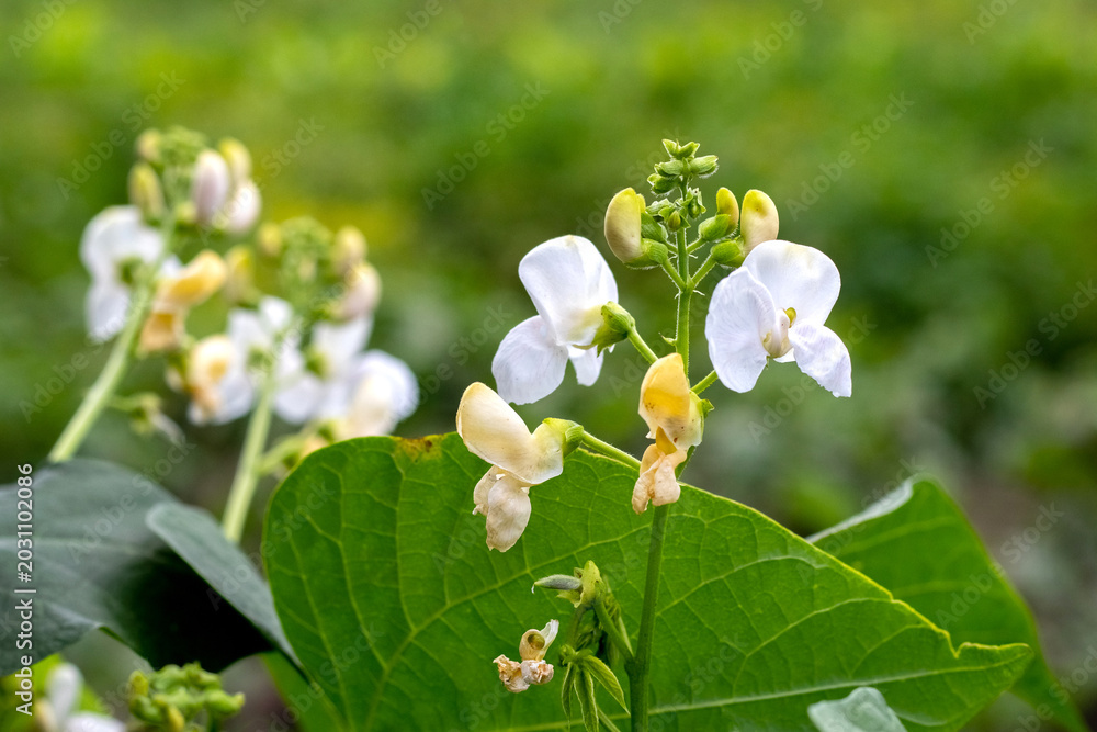 Φωτογραφία Delicate white bean flowers with buds on bright green blurred background, detail