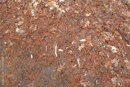 Photos Overhead view of forest floor covered in brown pine needles decaying oak leaves