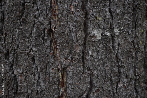 Extreme close-up of thick deeply furrowed dark tree bark showing weathered texture and natural resin