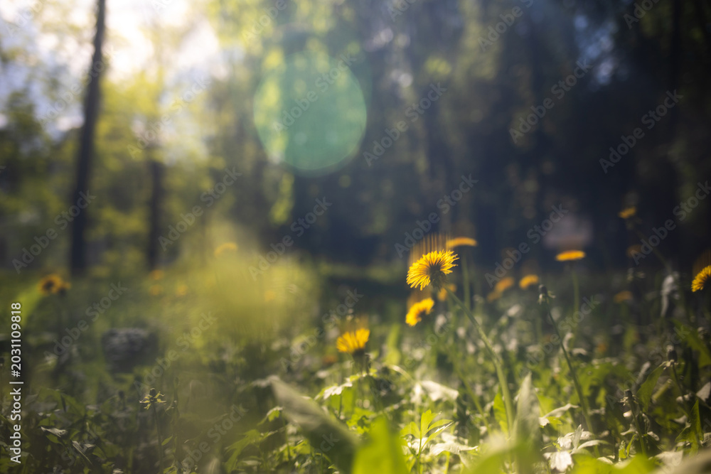 Obraz premium Summer natural landscape in a park or forest. Dandelions in a clearing against the backdrop of the sun and trees.
