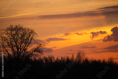 A fiery orange sunset. Silhouettes of bushes and trees against a yellow sky with lilac clouds.