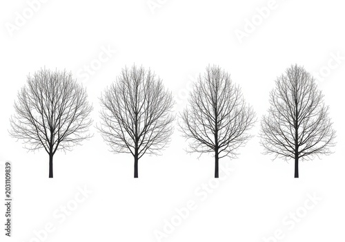 Four bare deciduous trees in winter season isolated on white background