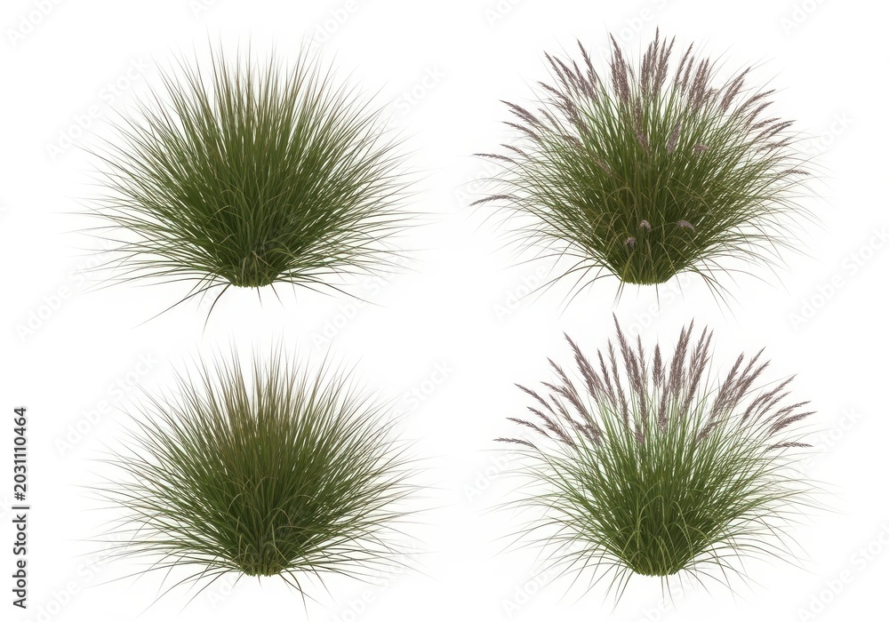 Obraz premium Green spiky plant with long thin leaves in natural setting isolated on white background