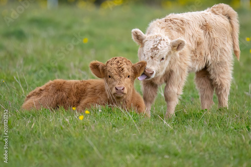 Tableau sur toile Highland calves in a field in Scotland