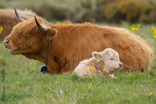 Tableau sur toile Highland cow and calf sitting in a field in Scotland