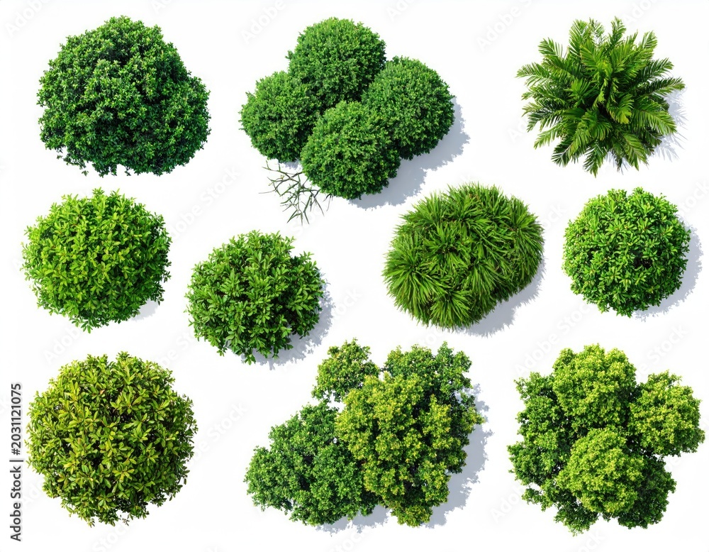 Obraz premium Collection of lush green foliage, viewed from directly above