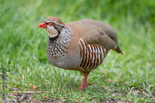 Konstfotografi Red legged partridge on the grass