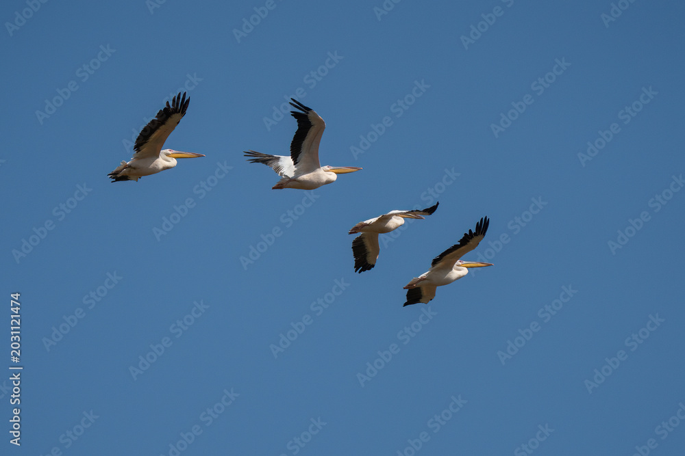 Fototapeta premium Pelicans in Flight