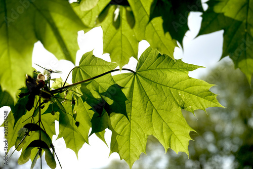 Feuilles d'érable avec nervation palmée