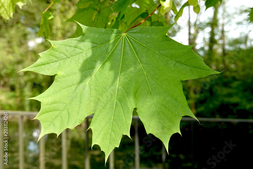 Feuilles d'érable avec nervation palmée