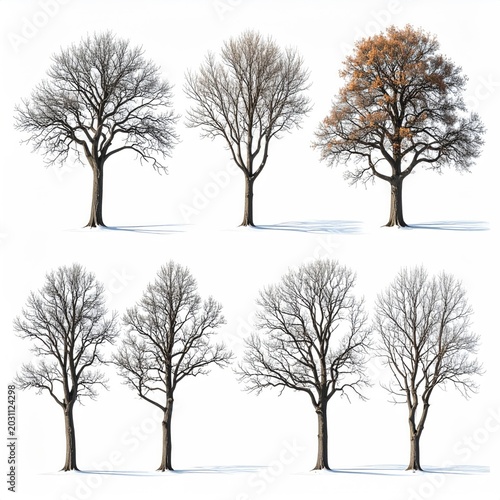 Eight diverse trees, mostly bare-branched, some with fallen leaves on snow