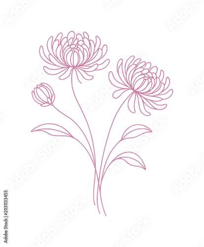 hand drawing continous line depicts chrysanthemum flower (artwork 1)