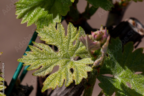 Young grapevine leaves and bud close-up in a sunlit vineyard showing fresh sp...
