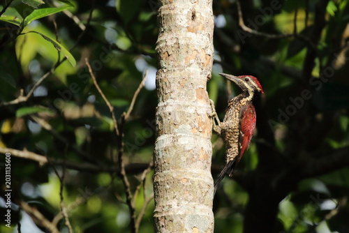 Принти на полотні Black-rumped Flameback woodpecker clinging to a tree trunk in a lush tropical fo