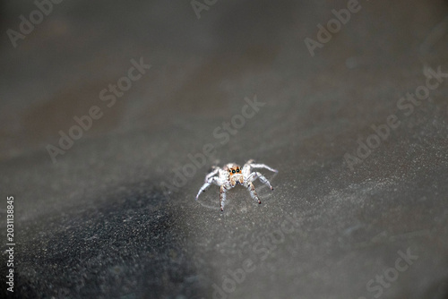 Quadro em tela Habronattus Spider: Discovering Nature's Agile Arachnid Acrobat