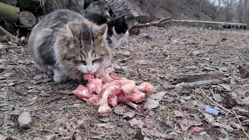 A cat licks frozen chicken bones. A second cat came and also began to sniff and bite the bones
