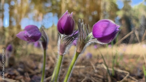 Beautiful purple flowers in forest. Pulsatilla patens pasque flower or prairie crocus. Pulsatilla patens is a species of flowering plant in the family Ranunculaceae. Flower is listed in the Red Book
