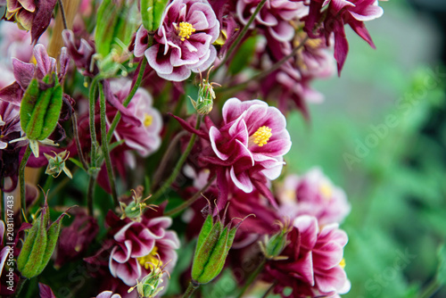 Beautiful purple columbine flowers in the garden	