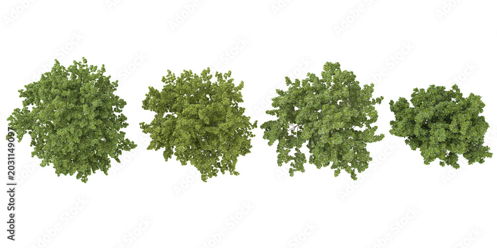 Obraz premium 3d illustration of Acer plants on transparent background from the top view