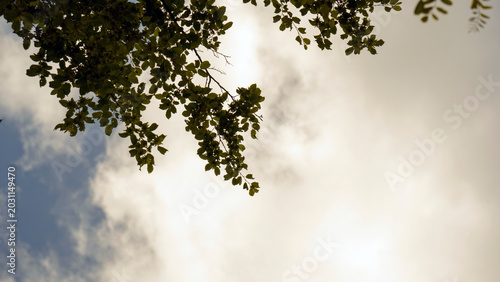 Foto A low-angle view looks up through tall trees toward an open sky, capturing the canopy and branches against the natural backdrop
