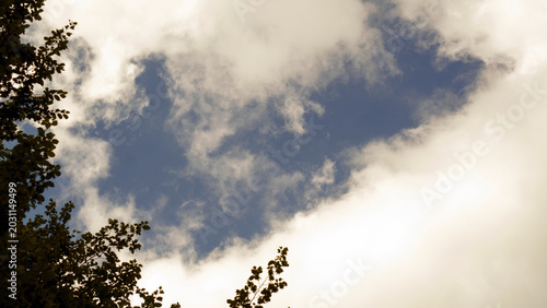 Photos A low-angle view looks up through tall trees toward an open sky, capturing the canopy and branches against the natural backdrop