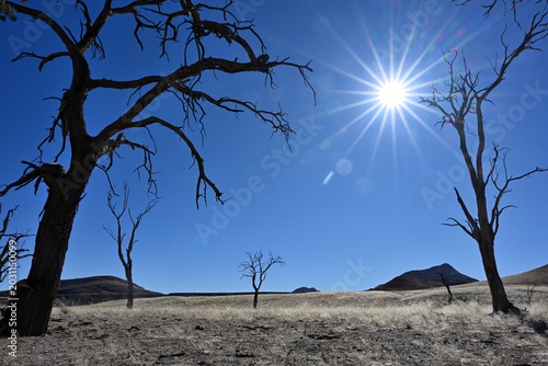 Photos Namibia desert with dead acacia tree. Namibia