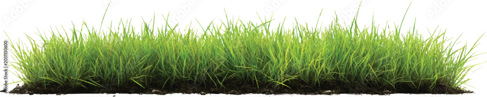 Obraz premium a realistic photograph of a graceful japanese willow tree with green leaves, on a transparent background