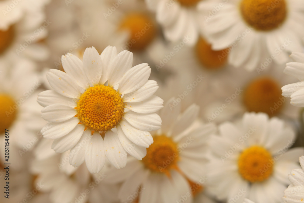 Fototapeta premium Smoke close-up selective soft focus cream beige white Chamomile; aster, chrysanthemum Flower, petal bouquet. Natural art neutral blur background.