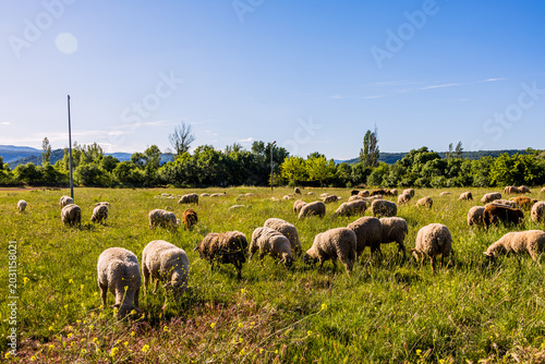 Foto Moutons sur les bords du Lac du Salagou dans l'Hérault en France