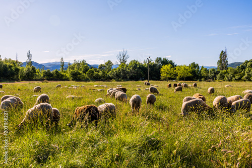 Bild auf Leinwand Moutons sur les bords du Lac du Salagou dans l'Hérault en France