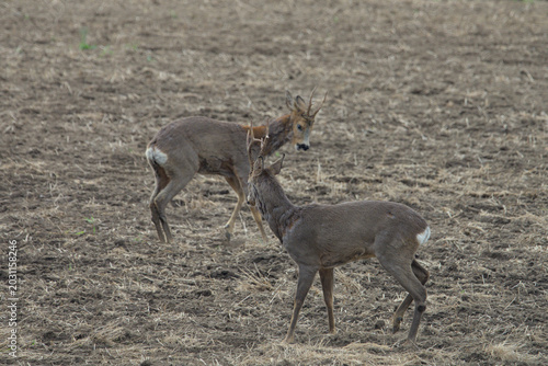 Foto Two male roe deer standing in a dramatic face off
