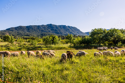 Obraz na plátně Moutons sur les bords du Lac du Salagou dans l'Hérault en France