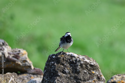 Tableau sur toile the male pied wagtail (Motacilla alba yarrellii)