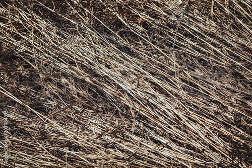Dry dead grass, background pattern.