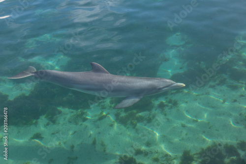 Exposure of rescued dolphins in Bermuda Island, namely Offshore Bottlenose Dolphins (Tursiops truncatus)